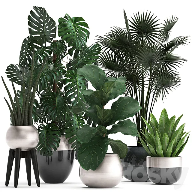 Plant collection 293. Monstera Ficus Lyrata fan palm indoor plants luxury flowerpot luxury decor exotic plants interior office 3ds Max