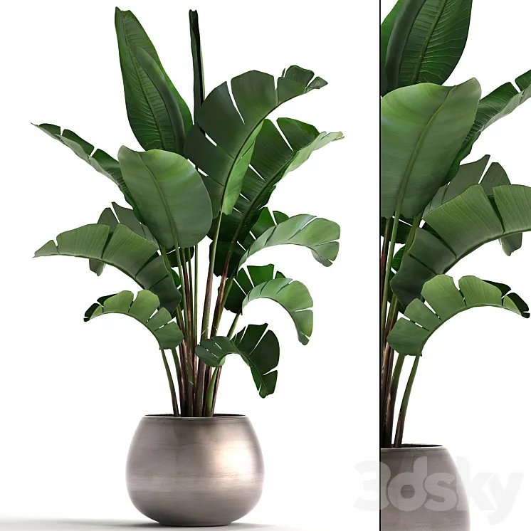 Plant collection 294. Banana pot flowerpot indoor banana strelitzia luxury strelitzia 3DS Max