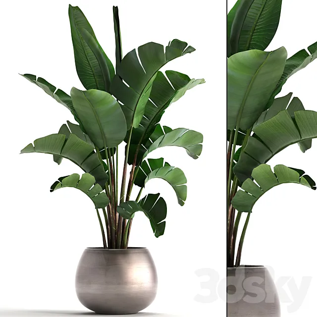 Plant collection 294. Banana. pot. flowerpot. indoor banana. strelitzia. luxury. strelitzia 3DSMax File