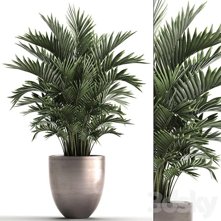 Plant collection 295. Home palm tree howea kentia flowerpot pot luxury decor interior stylish Howea forsteriana 3DS Max