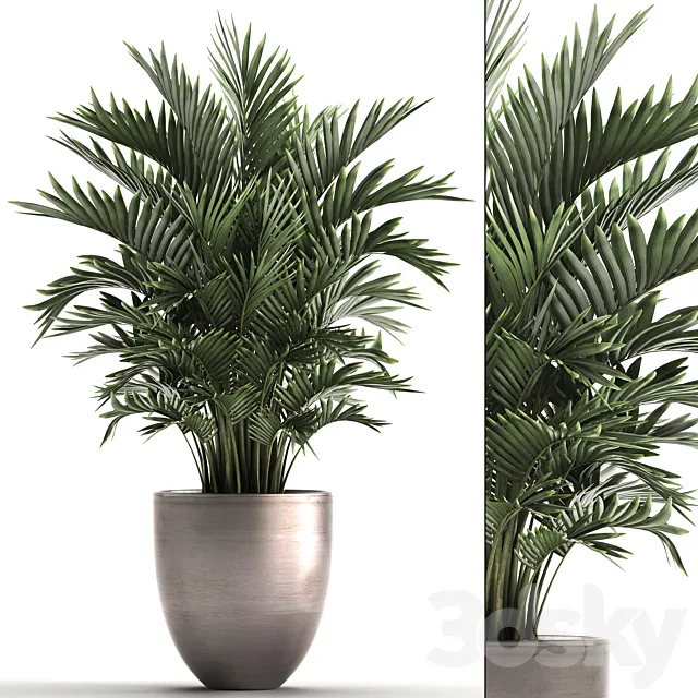 Plant collection 295. Home palm tree. howea. kentia. flowerpot. pot. luxury decor. interior. stylish. Howea forsteriana 3DSMax File