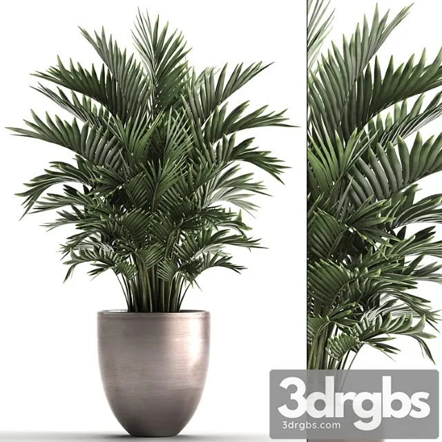 Plant collection 295. home palm tree, howea, kentia, flowerpot, pot, luxury decor, interior, stylish, howea forsteriana