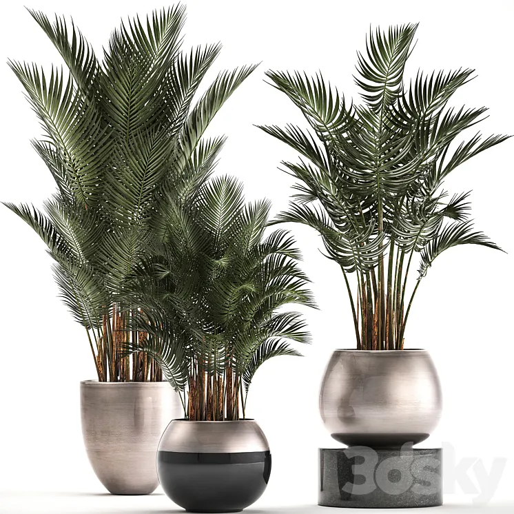 Plant collection 296. Home palm tree howea kentia flowerpot pot luxury decor interior stylish Howea forsteriana 3DS Max