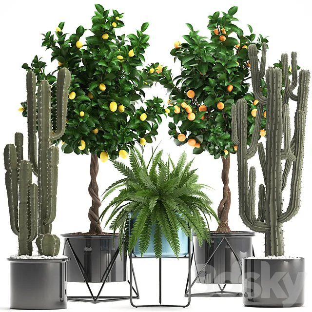 Plant collection 298. Cactus tree fruit tangerine tree fern pot lemon tree interior stylish exotic 3ds Max