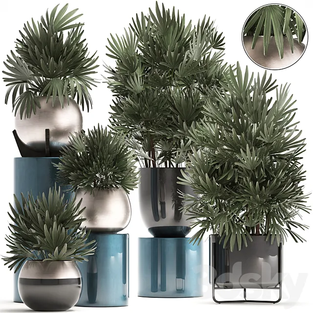 Plant collection 299. Interior palm tree. rapis. pot. flowerpot. luxury pot. bushes. thickets. Raphis Palm. stylish plants 3DSMax File