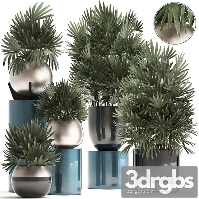 Plant collection 299. interior palm tree, rapis, pot, flowerpot, luxury pot, bushes, thickets, raphis palm, stylish plants