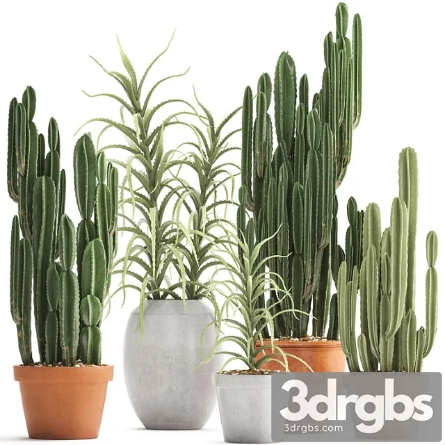 Plant collection 302. cactus set. cacti, cereus, aloe, indoor cactus, pot, flowerpot, clay, clinker, aloe, concrete, desert plants, outdoor