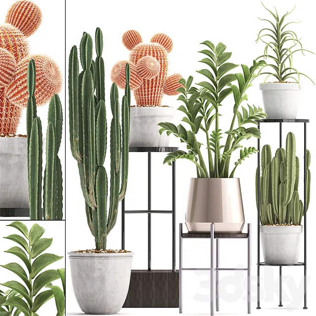 Plant collection 303. Cactus set. Cactus cereus Zamioculcas aloe shelf with flowers stand Aloe desert plants interior concrete outdoor 3ds Max