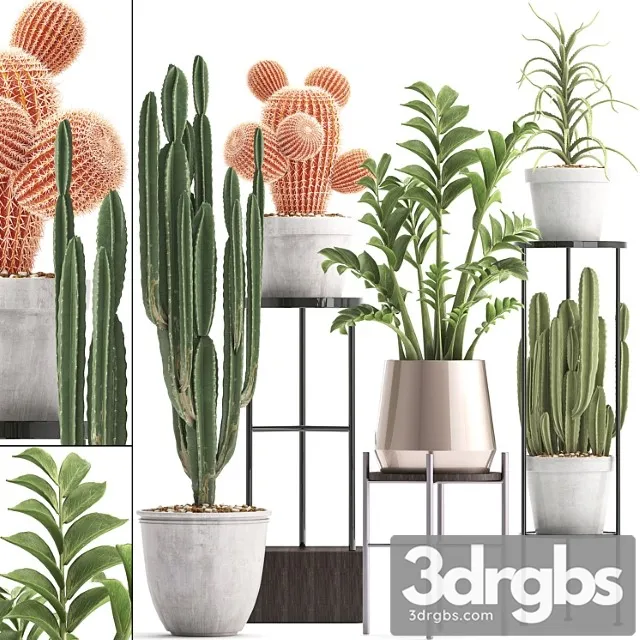 Plant collection 303. cactus set. cactus, cereus, zamioculcas, aloe, shelf with flowers, stand, aloe, desert plants, interior, concrete, outdoor