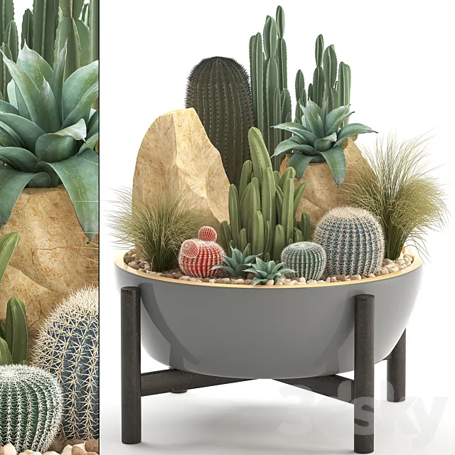 Plant collection 306. Cactus set. cacti round cactus flower bed japanese cereus Barrel cactus desert plants stones 3ds Max