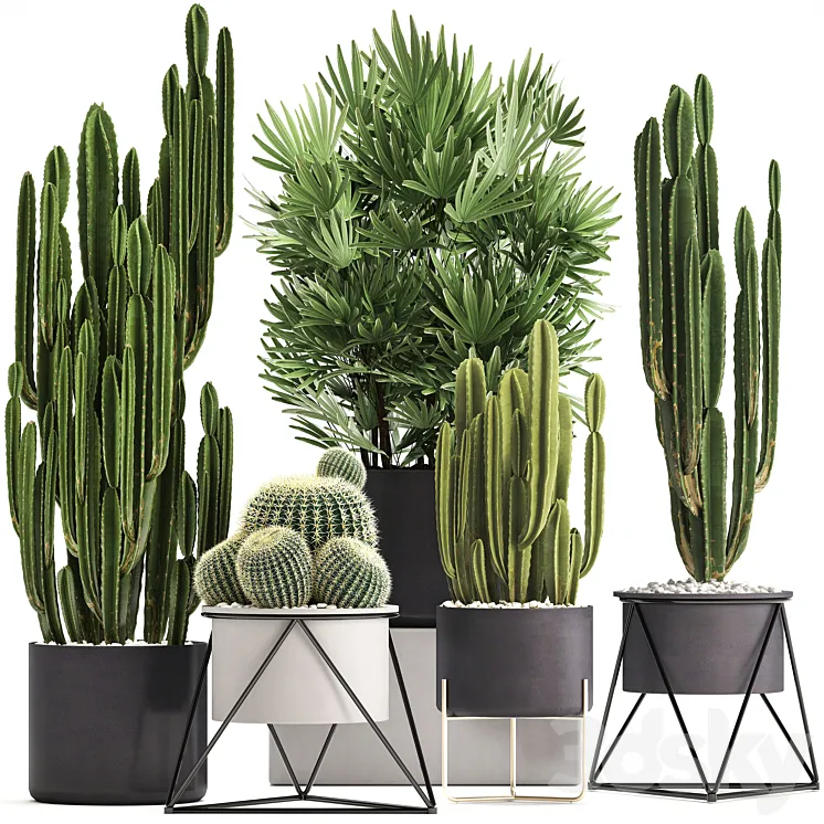 Plant collection 307. Cacti palm tree pot flowerpot Rapis Cereus Barrel cactus interior stylish ecotic Raphis Palm 3DS Max