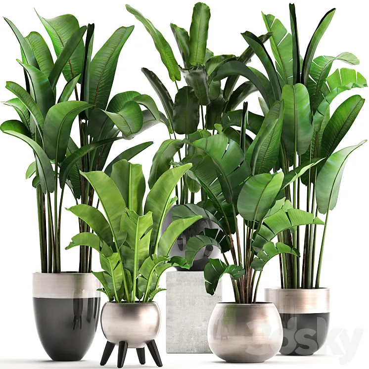 Plant collection 308. Strelitzia banana Ravenala pot flowerpot indoor plants luxury Strelitzia luxury pot decor bushes thickets 3DS Max