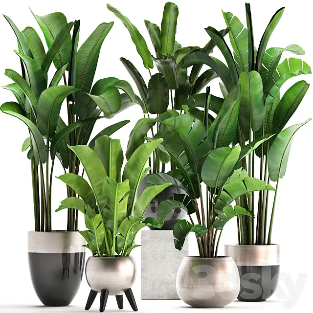 Plant collection 308. Strelitzia. banana. Ravenala. pot. flowerpot. indoor plants. luxury. Strelitzia. luxury pot. decor. bushes. thickets 3DSMax File