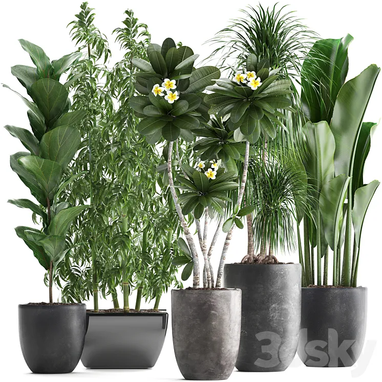 Plant collection 311. Bamboo Ficus Dracaena Banana Indoor Plants Plumeria Black Pot Bushes Exotic Plants Set 3DS Max