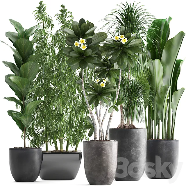 Plant collection 311. Bamboo. Ficus. Dracaena. Banana. Indoor Plants. Plumeria. Black Pot. Bushes. Exotic Plants. Set 3DSMax File
