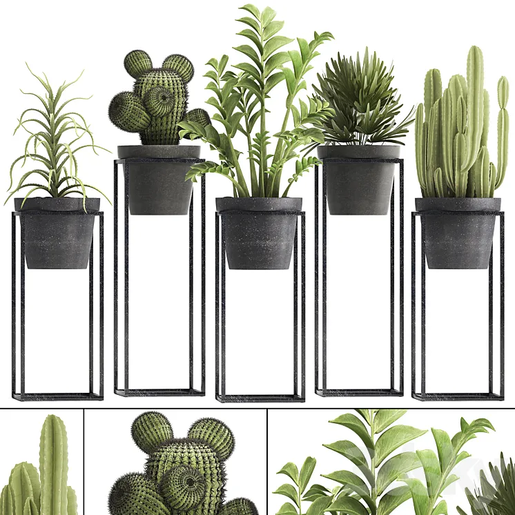 Plant collection 314. Small plants pot cactus rapis aloe cireus indoor stand concrete pot loft Zamioculcas Raphis Palm 3DS Max