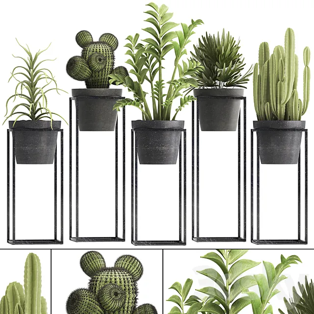 Plant collection 314. Small plants. pot. cactus. rapis. aloe. cireus. indoor. stand. concrete. pot. loft. Zamioculcas. Raphis Palm 3DSMax File