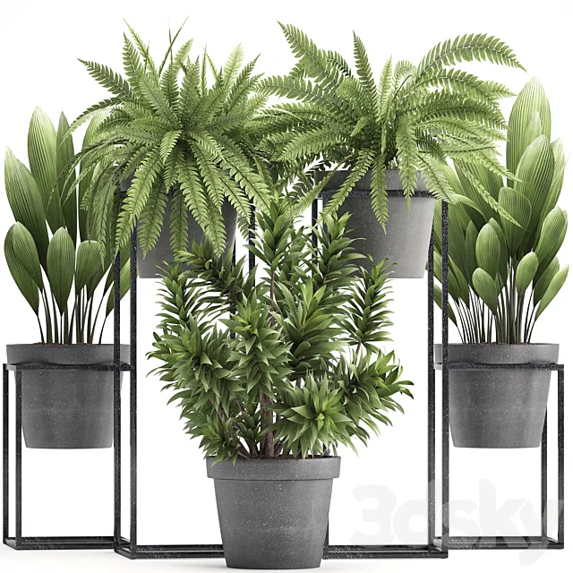 Plant collection 315. Indoor plants. fern. dracaena. palm grass. bushes. indoor. small. concrete. pot. outdoor. indoor 3DSMax File