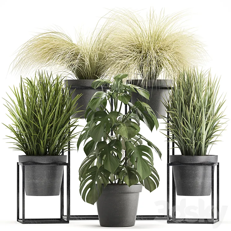 Plant collection 316. Grass tussock monstera pot flowerpot indoor small flower stand bush outdoor concrete 3DS Max