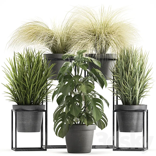 Plant collection 316. Grass. tussock. monstera. pot. flowerpot. indoor. small. flower stand. bush. outdoor. concrete 3DSMax File