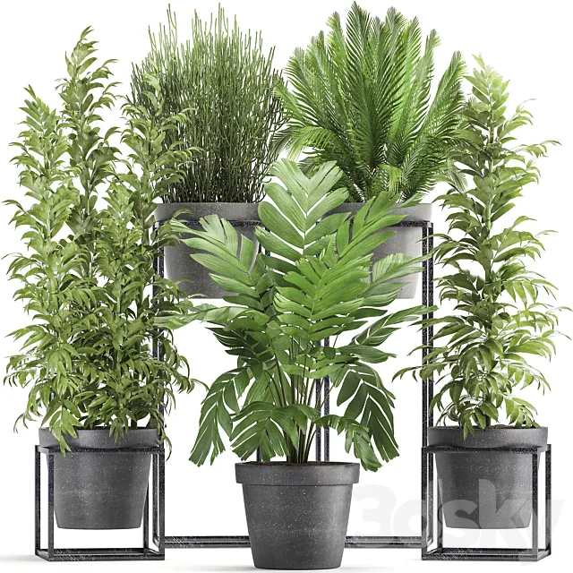 Plant collection 317. Indoor. bamboo. pot. flowerpot. palm tree. indoor. Ripsalis. Hamedorea. thickets. bush. concrete pot. outdoor 3DSMax File