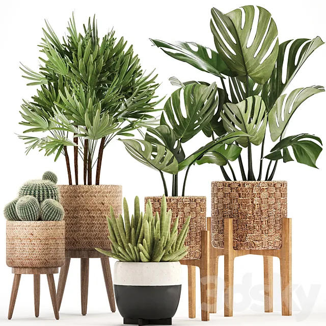 Plant collection 321. Monstera. basket. cactus. rapis. palm tree. indoor plants. Barrel cactus. eco design. natural materials. exotic. bush. scandinavian style. Raphis Palm 3DSMax File