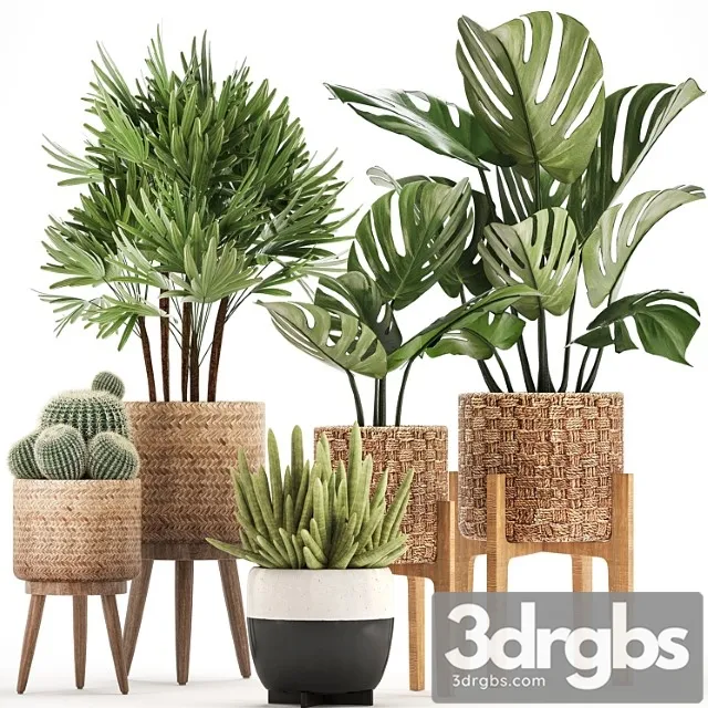 Plant collection 321. monstera, basket, cactus, rapis, palm tree, indoor plants, barrel cactus, eco design, natural materials, exotic, bush, scandinavian style, raphis palm