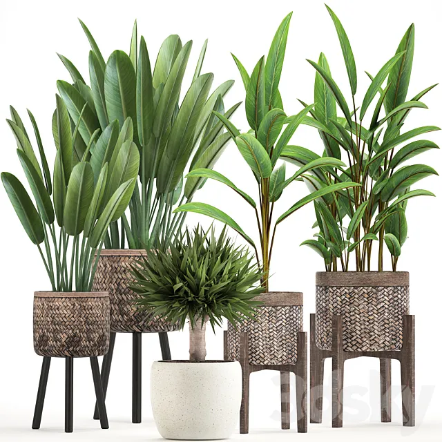 Plant collection 322. strelitzia basket pot alpinia dracaena indoor plants strelitzia eco design natural decor 3ds Max