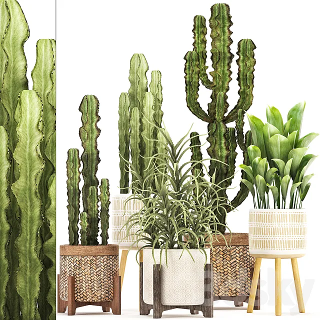 Plant collection 323. Rattan basket indoor cactus aloe indoor plants spurge desert plants eco design Aloe 3ds Max