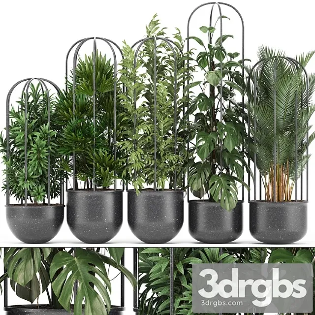 Plant collection 329. black pot, flowerpot, loft, palm tree, monstera, rapis, bamboo, interior, indoor, bushes, exotic, tropical, industrial style, metal flowerpot, raphis palm