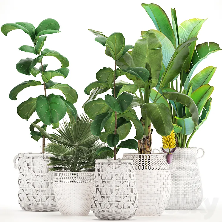 Plant collection 331. White baskets rattan Banana Ravenala ficus lyrata fan palm fruits rotan indoor plants eco design wicker strelitzia 3DS Max