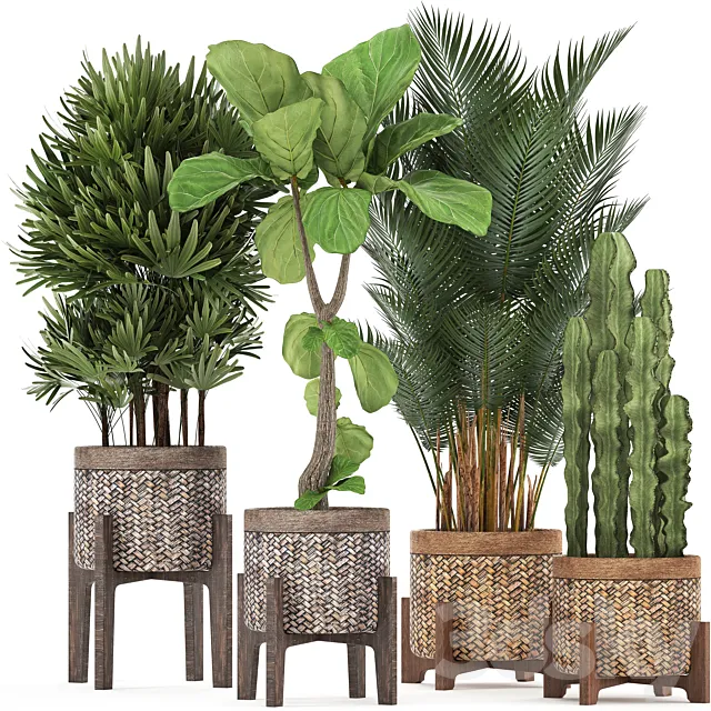 Plant collection 337. Basket rattan ficus lyrata rapis hovea cactus interior plants eco design natural materials Raphis palm Howea 3ds Max