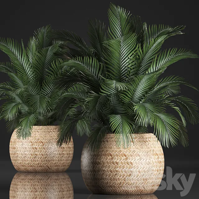 Plant collection 341. Basket rattan indoor palm interior eco design natural decor 3ds Max