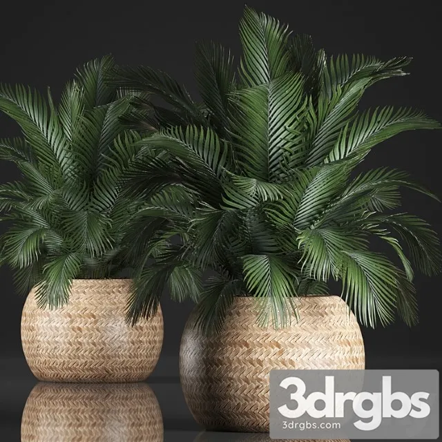 Plant collection 341. basket, rattan, indoor palm, interior, eco design, natural decor