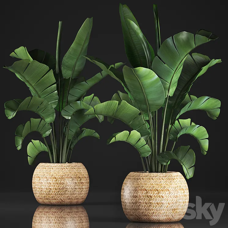 Plant collection 345. Banana palm. Basket rattan indoor banana strelitzia eco design bush 3DS Max