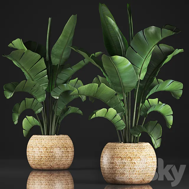 Plant collection 345. Banana palm. Basket. rattan. indoor banana. strelitzia. eco design. bush 3DSMax File
