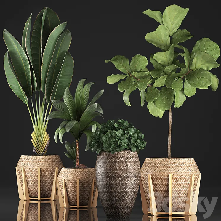 Plant collection 348. Ficus Lyrata basket rattan Ravenala banana nucifera coconut indoor plants eco design strelitzia 3DS Max
