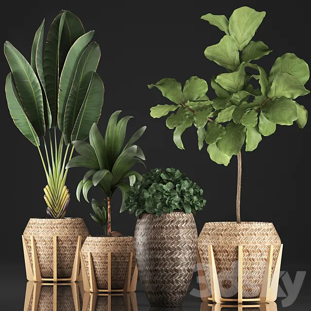 Plant collection 348. Ficus Lyrata. basket. rattan. Ravenala. banana. nucifera coconut. indoor plants. eco design. strelitzia 3DSMax File