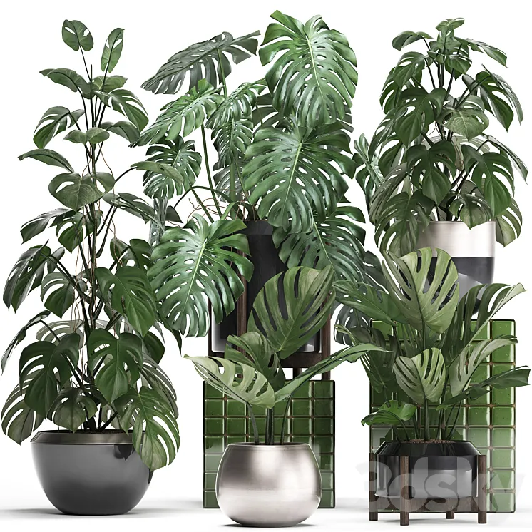 Plant collection 351. Monstera Set monstera pot flowerpot indoor plants luxury set eco design bushes thickets leaves 3DS Max