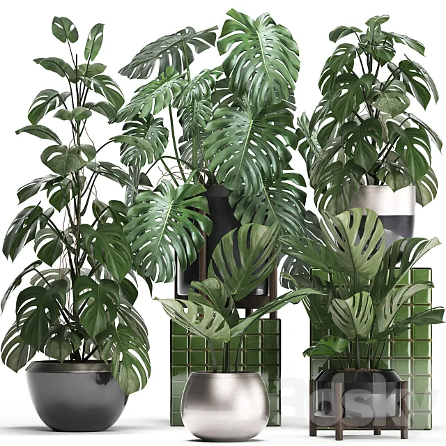 Plant collection 351. Monstera. Set. monstera. pot. flowerpot. indoor plants. luxury. set. eco design. bushes. thickets. leaves 3DSMax File