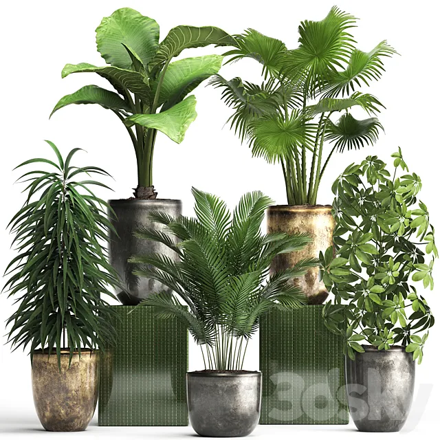 Plant collection 354. luxury pot flowerpot indoor plants fan palm alocasia Schefflera Ficus Alii luxury pot 3ds Max