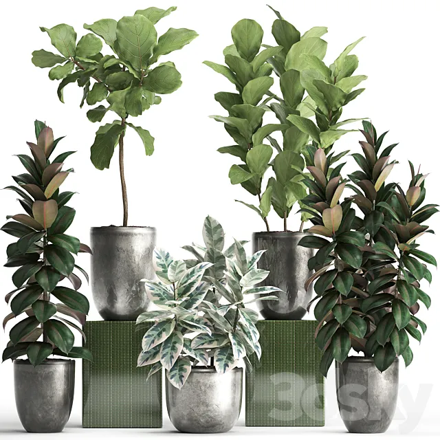 Plant collection 355. Ornamental trees. Ficus Lyrata. Ficus robusta. indoor. pot. flowerpot. luxury. luxury decor. ficus abidjan 3DSMax File