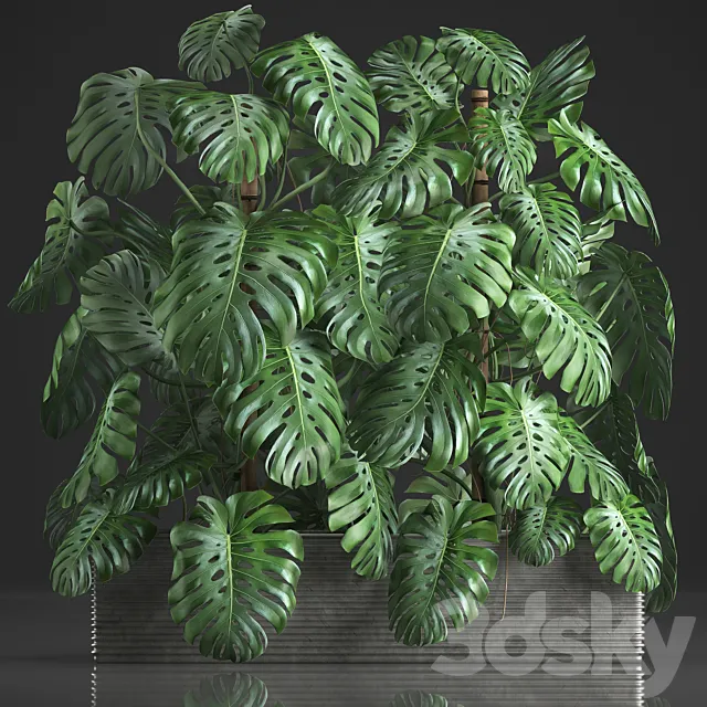 Plant collection 356. Monstera thickets bushes indoor plants pot flowerpot concrete phytowall phytomodule exotic 3DS Max Model