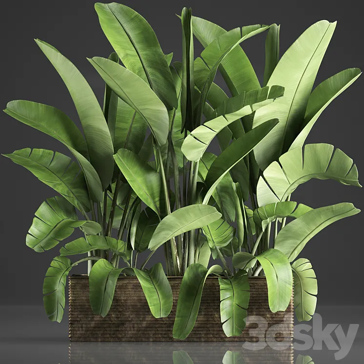 Plant collection 358. Banana thickets strelitzia pot flowerpot concrete indoor plants strelitzia exotic 3DS Max