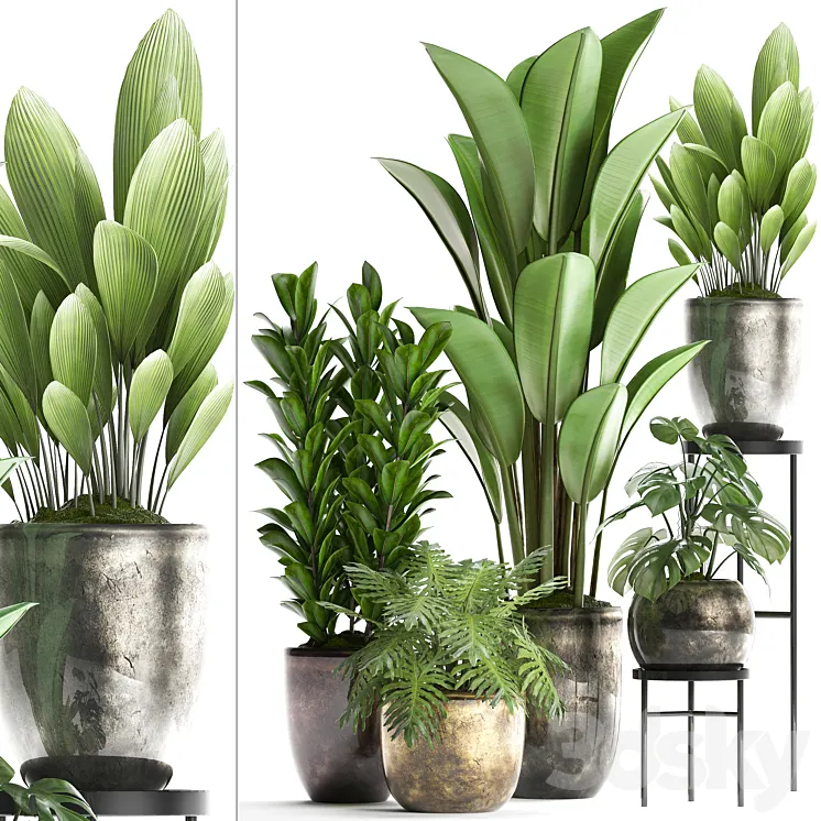 Plant Collection 361. luxury flowerpot Philodendron monstera banana palm grass indoor plants luxury interior strelitzia 3DS Max