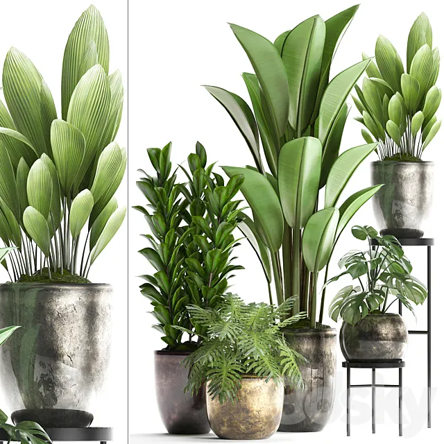 Plant Collection 361. luxury flowerpot. Philodendron. monstera. banana. palm grass. indoor plants. luxury. interior. strelitzia 3DSMax File