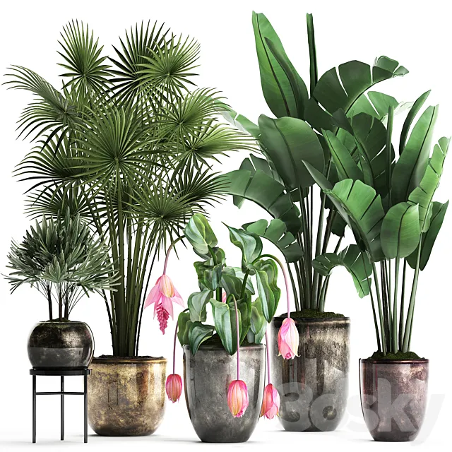 Plant Collection 373. Exotic plants fan palm banana rapis strelitzia bush luxury pot flowerpot decor Raphis palm 3ds Max