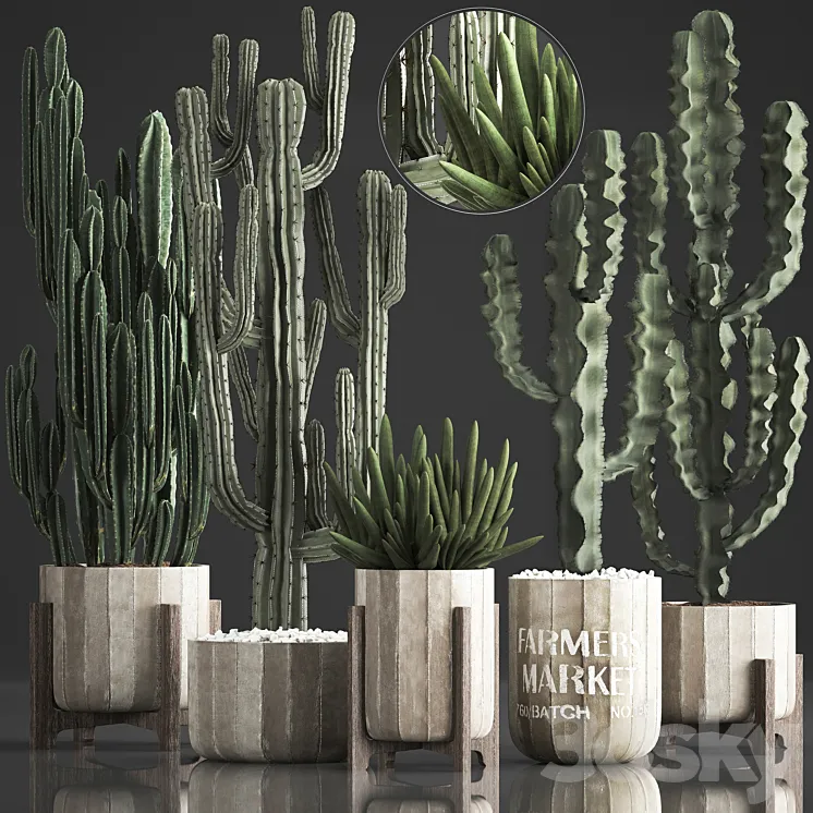 Plant Collection 374. Cactus concrete flowerpot cereus spurge carnegia indoor cactus desert plants concrete pot 3DS Max