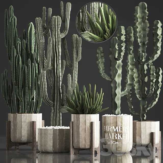 Plant Collection 374. Cactus. concrete flowerpot. cereus. spurge. carnegia. indoor cactus. desert plants. concrete pot 3DSMax File