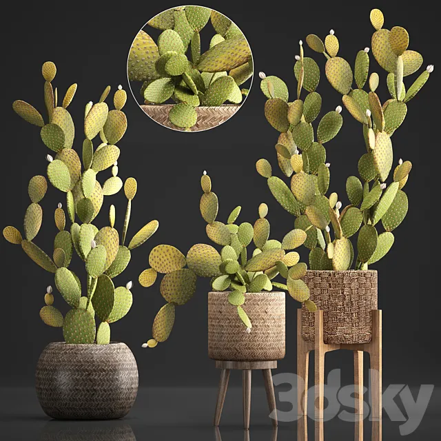 Plant Collection 375. Cactus set. cacti. basket. rattan. prickly pear. indoor cactus. Prickly pear. eco style. design. natural materials 3DSMax File